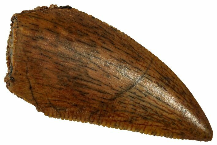 Serrated Raptor Tooth - Real Dinosaur Tooth #353401